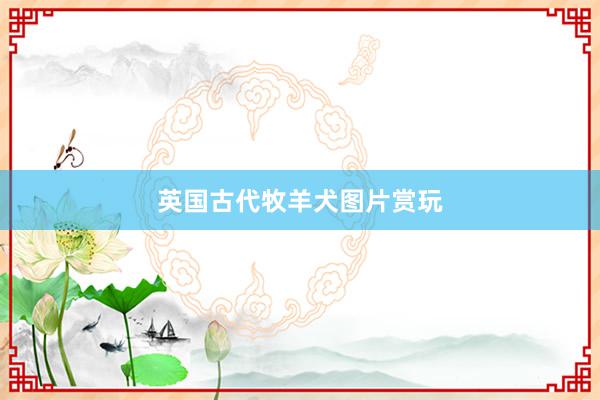 英国古代牧羊犬图片赏玩